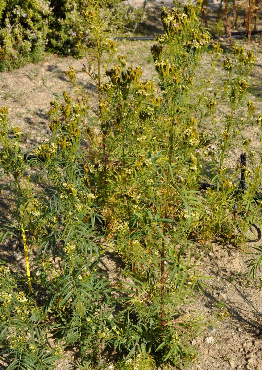 Image of Tagetes minuta specimen.