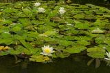 род Nymphaea. Цветки и плавающие на поверхности воды листья. Краснодарский край, МО город-курорт Сочи, Адлерский р-н, м-н Адлер, окр. устья р. Мзымта, дендропарк «Южные культуры». 2 октября 2019 г.