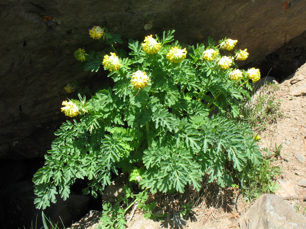 Изображение особи Corydalis nobilis.