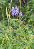 genus Aconitum. Верхушка цветущего растения. Грузия, Душетский муниципалитет, правый берег р. Вулелаури в нижнем течении, ≈ 2000 м н.у.м., субальпийский луг. 02.08.2018.