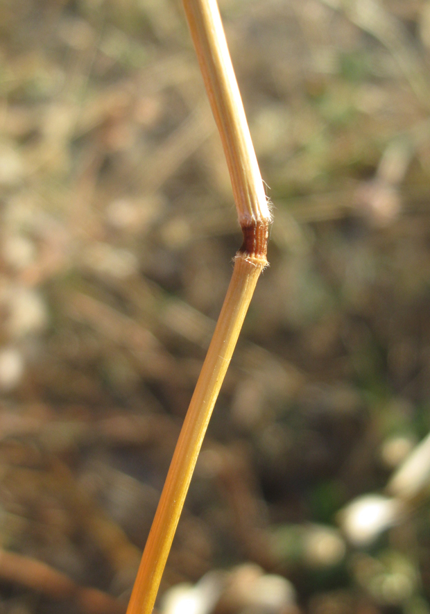 Изображение особи Avena trichophylla.