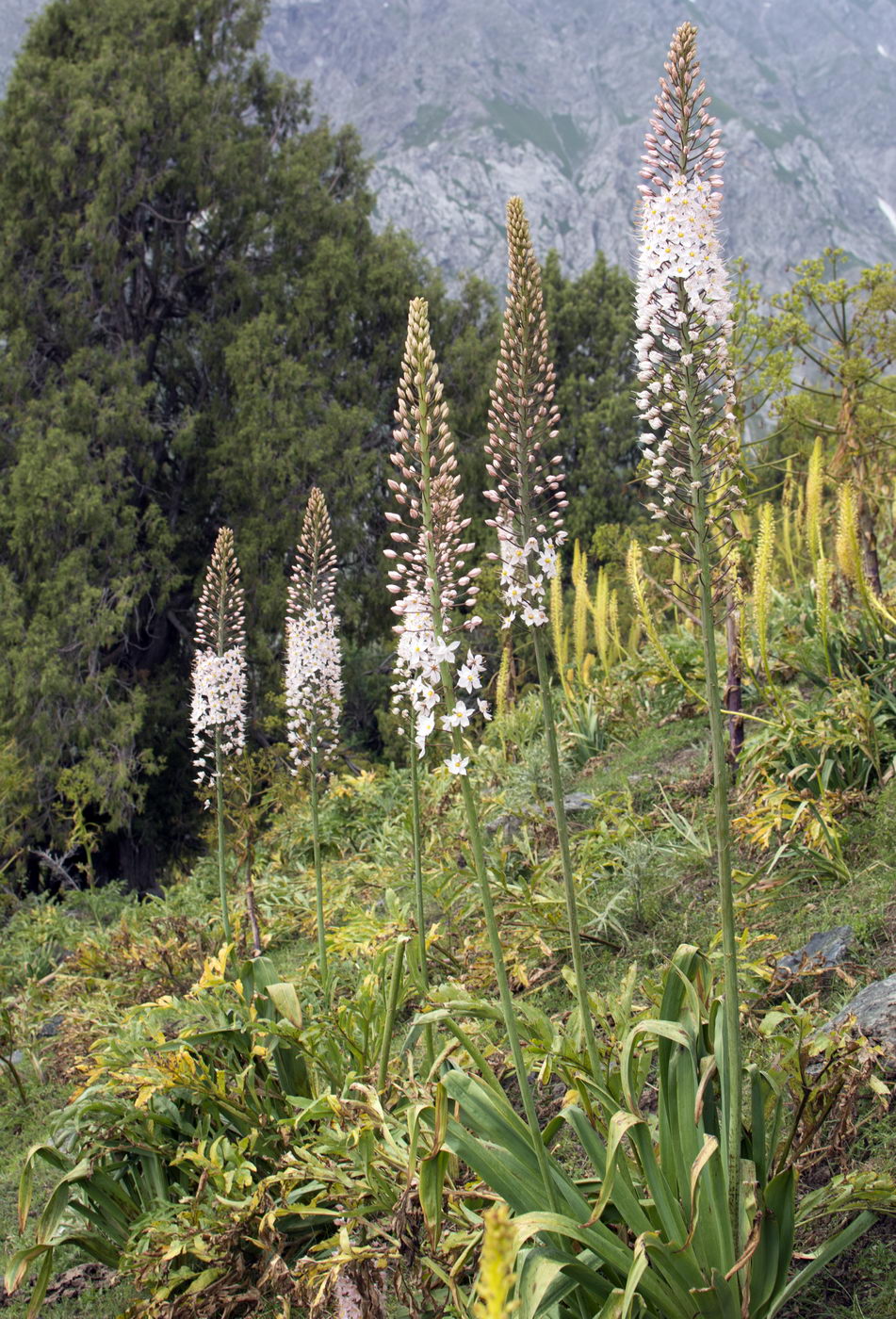 Изображение особи Eremurus robustus.