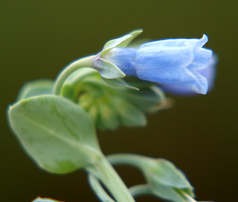 Image of Mertensia maritima specimen.