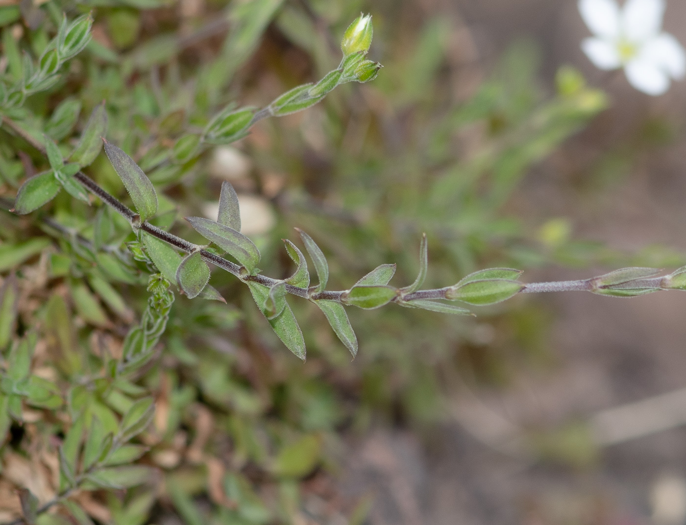 Изображение особи Arenaria soratensis.