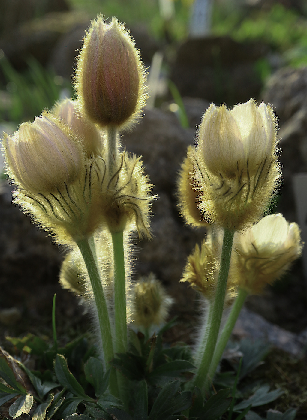 Изображение особи Pulsatilla vernalis.