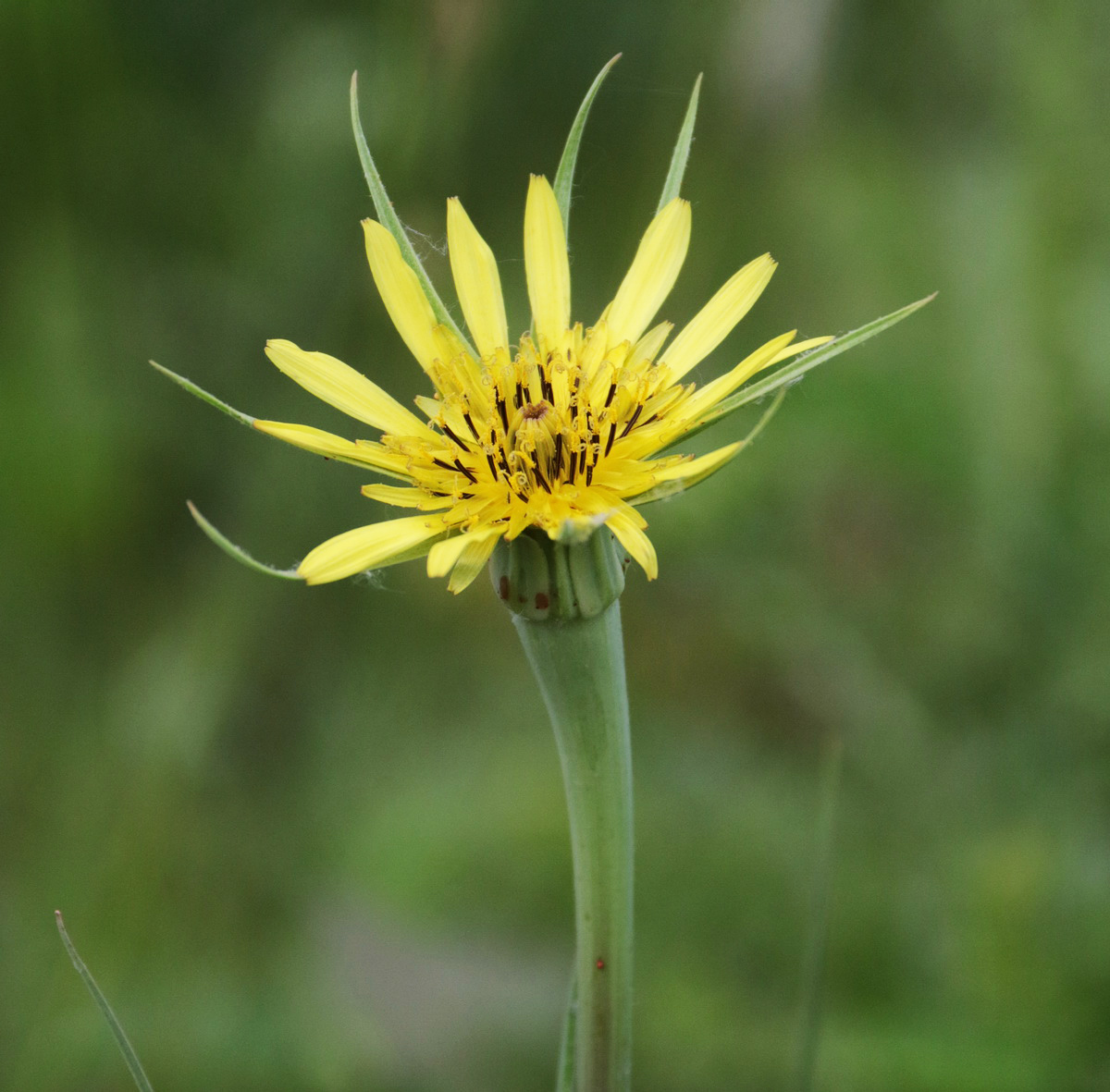 Image of Tragopogon dubius specimen.