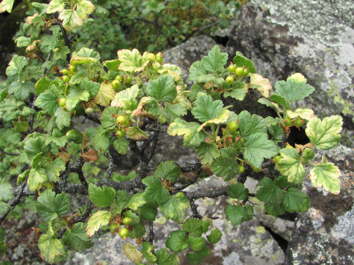 Image of Ribes orientale specimen.