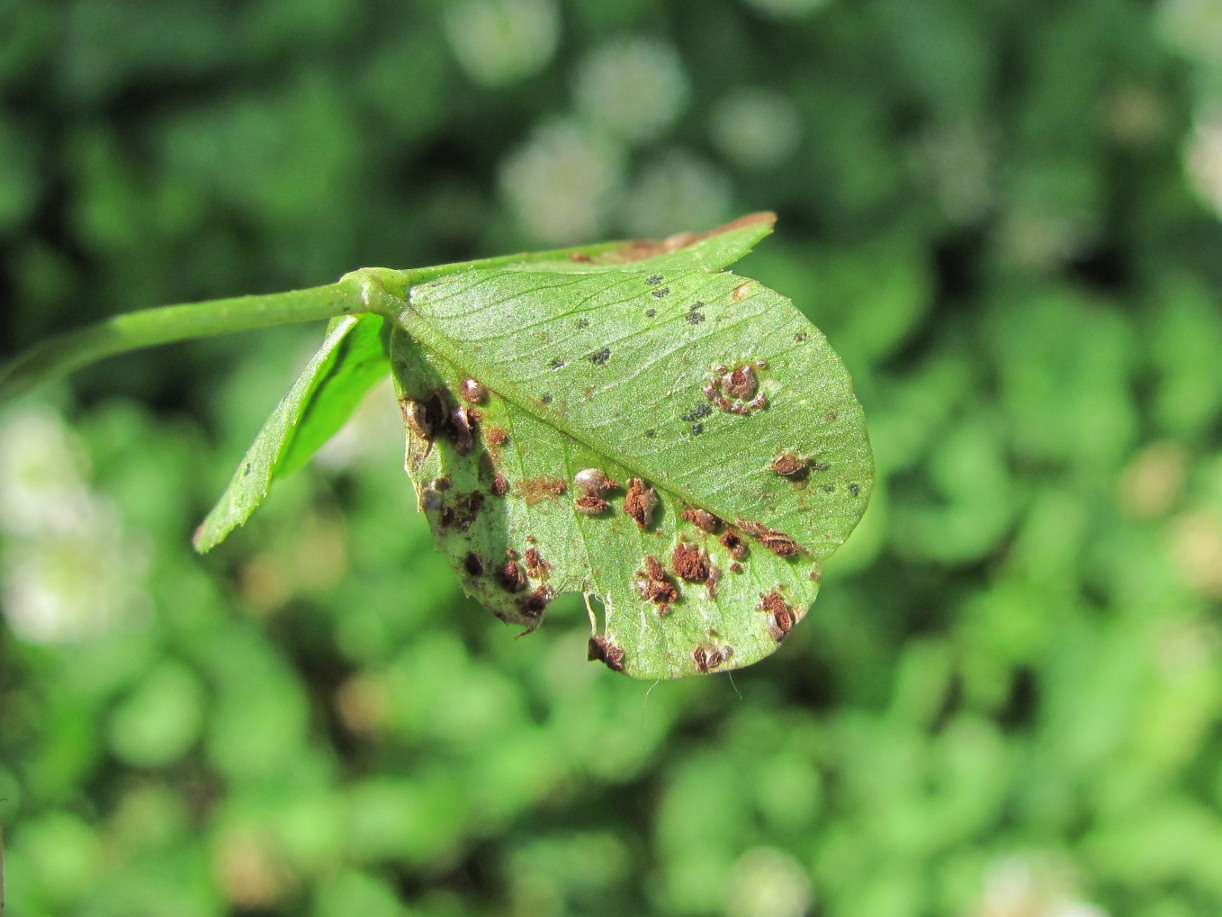 Image of Trifolium repens specimen.