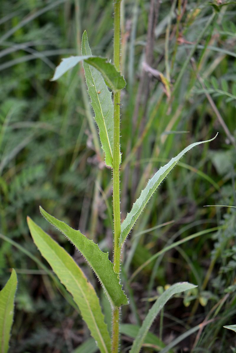 Image of Picris hieracioides specimen.