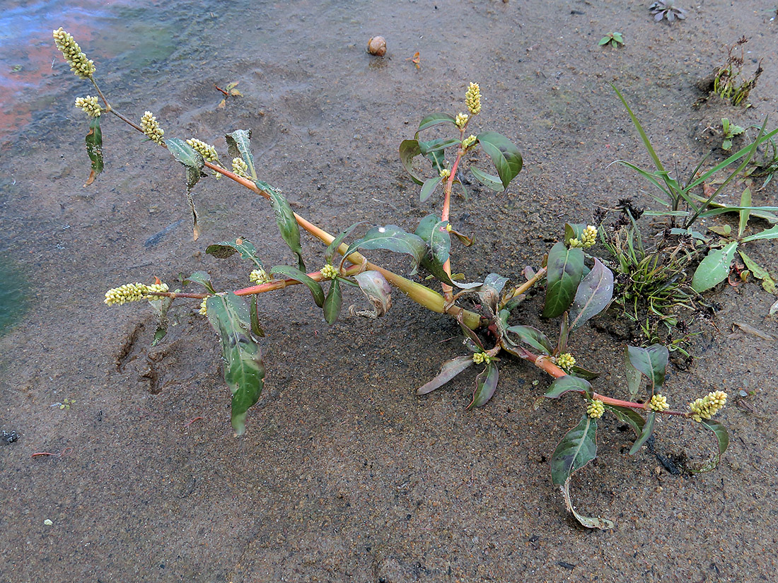 Image of Persicaria lapathifolia specimen.