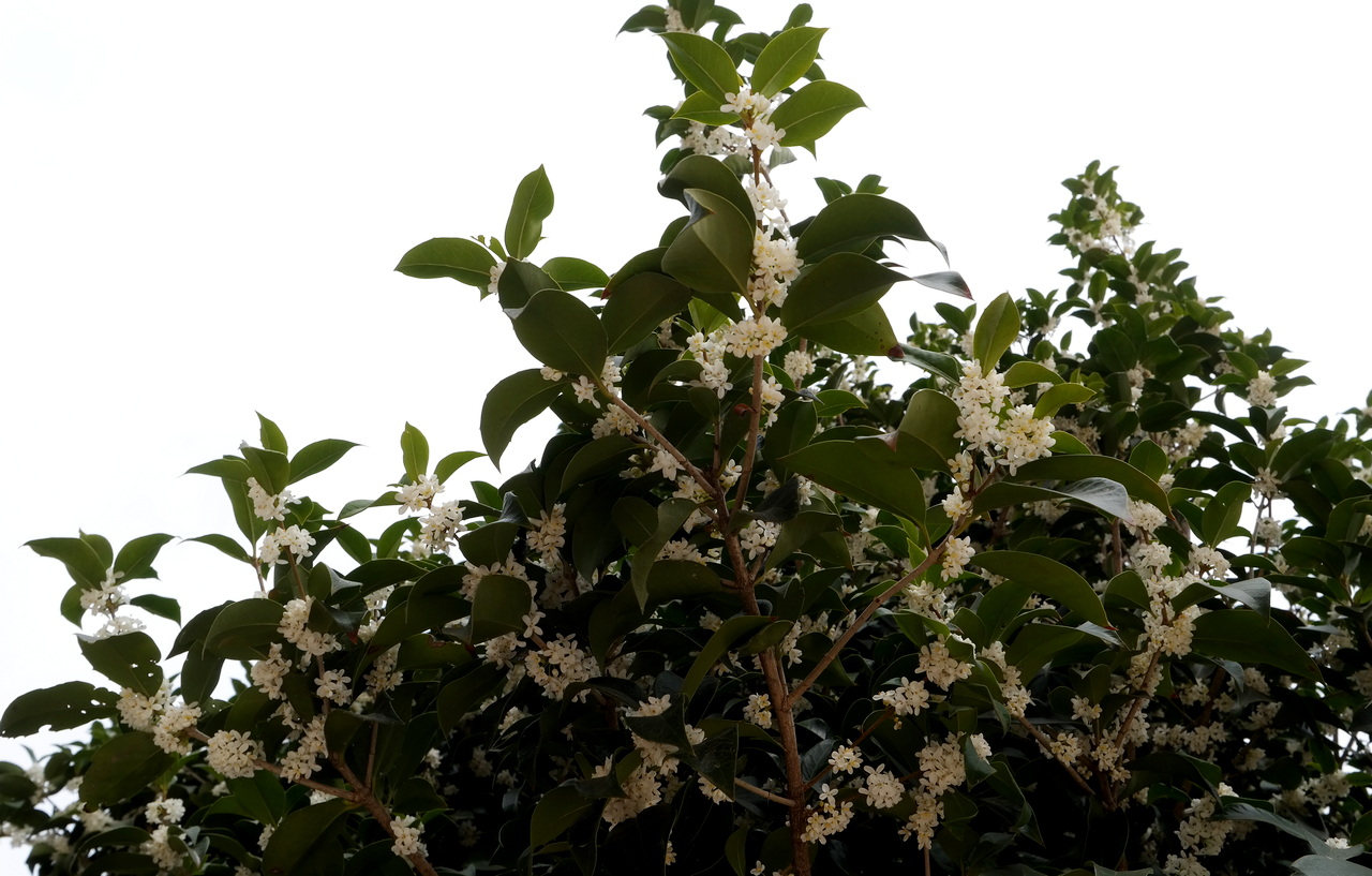 Image of Osmanthus &times; fortunei specimen.