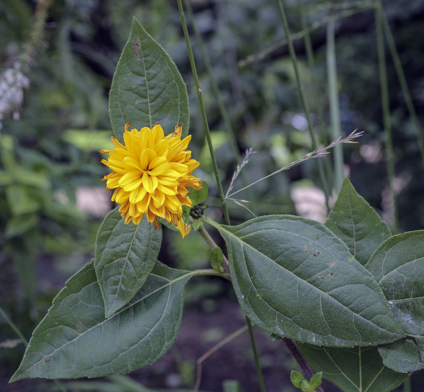 Изображение особи род Helianthus.