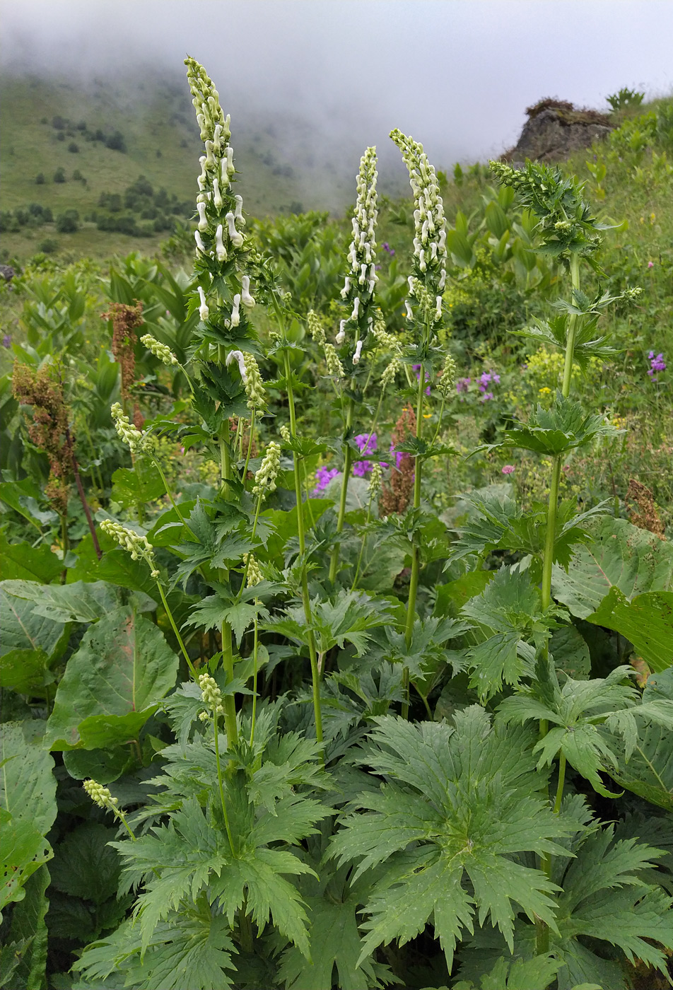 Image of Aconitum orientale specimen.