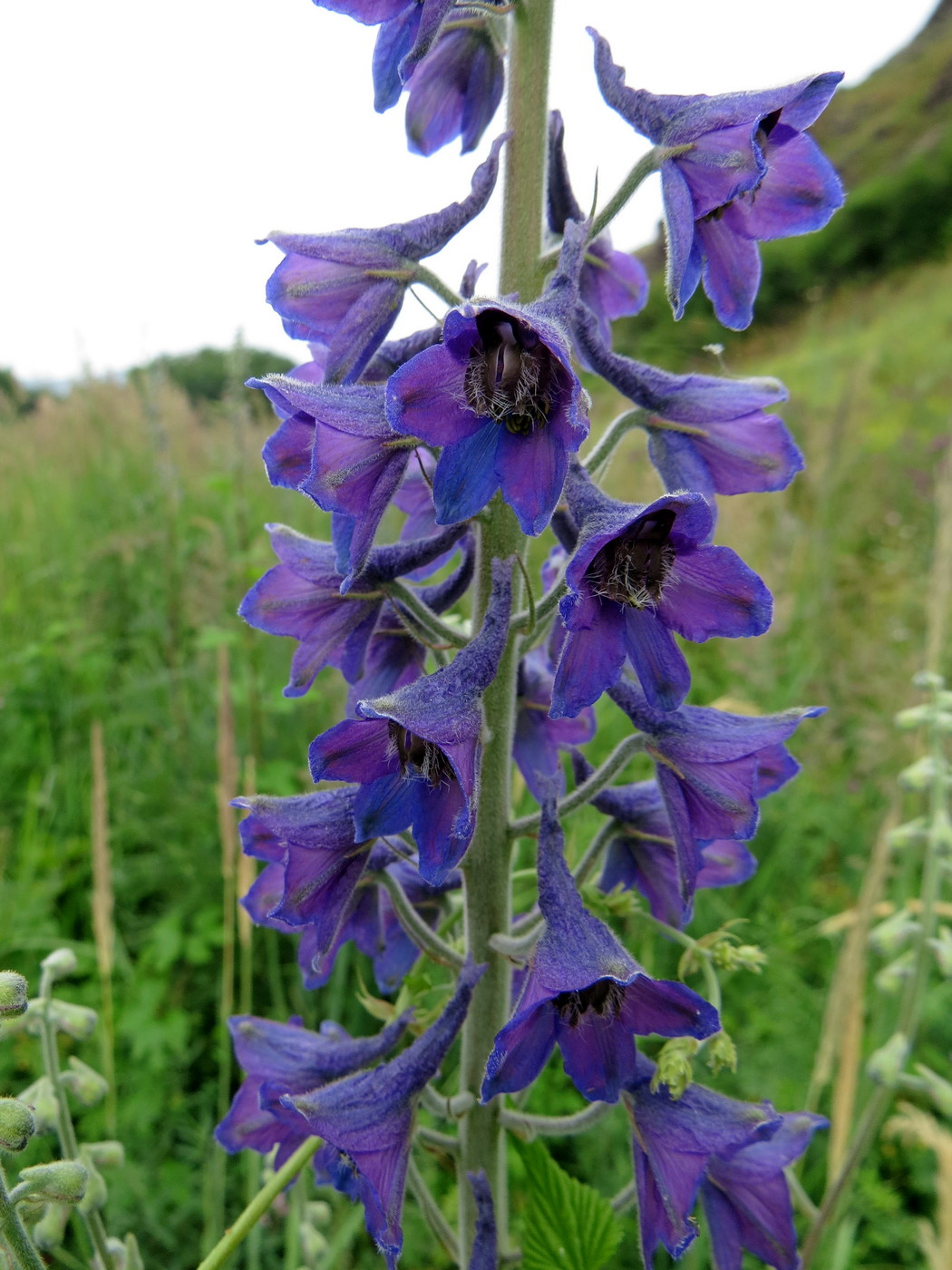 Image of Delphinium cyananthum specimen.