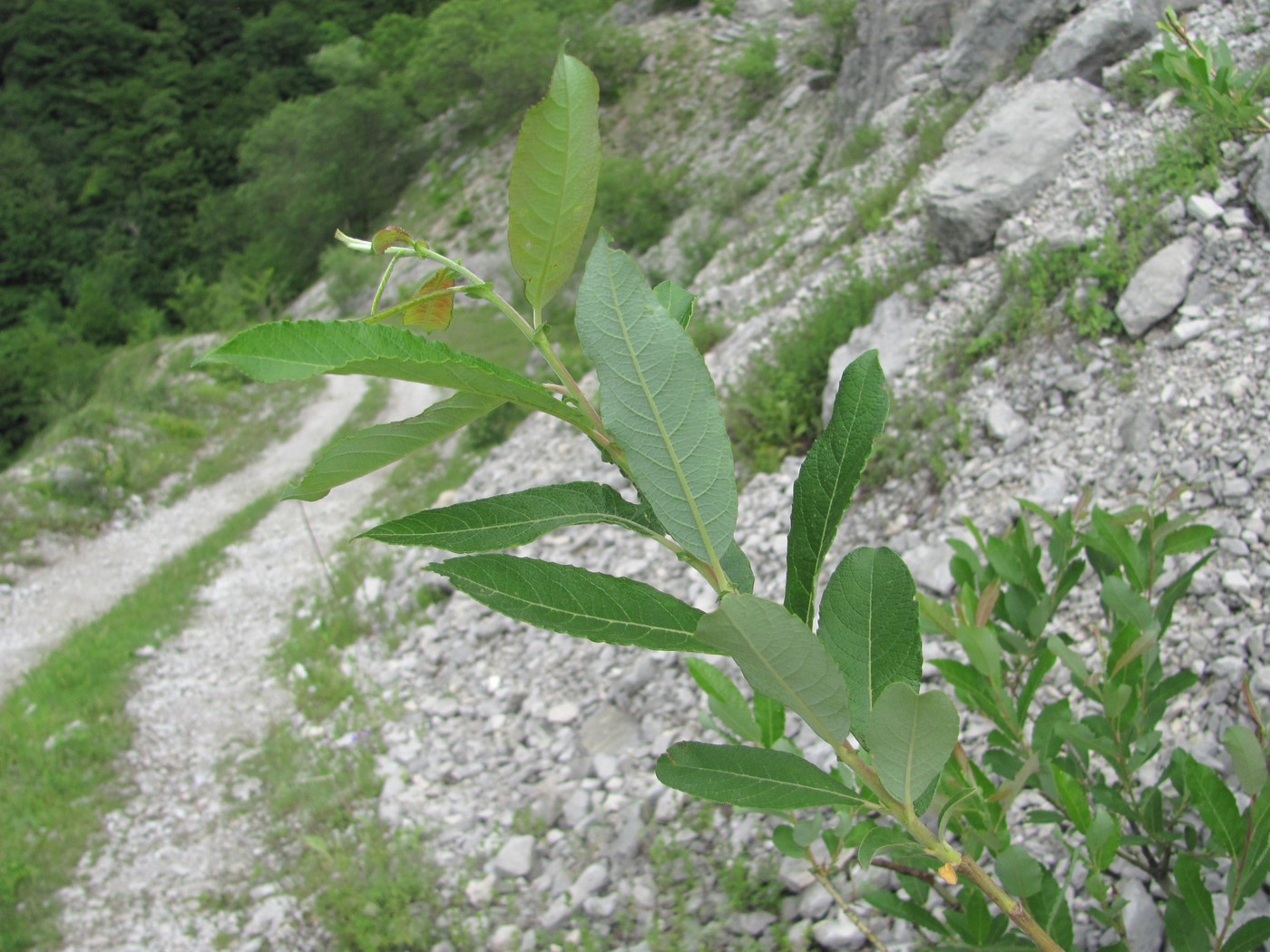 Изображение особи Salix cinerea.