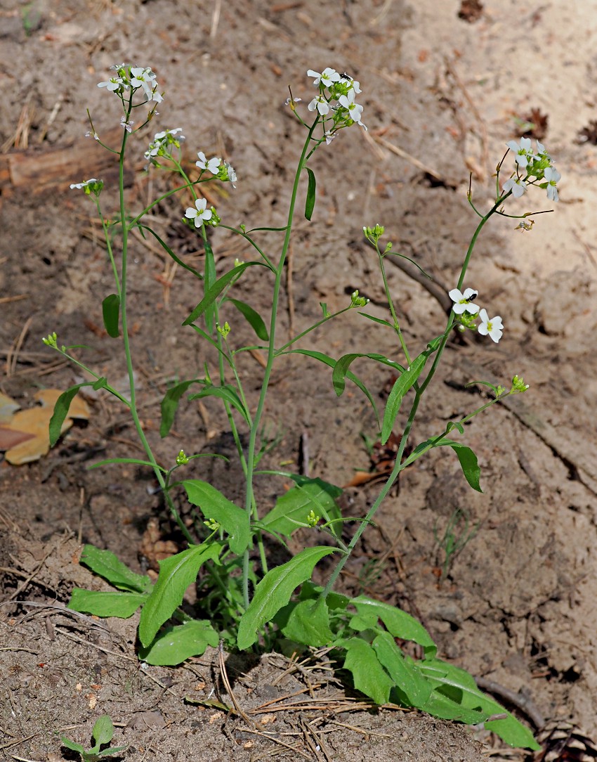 Изображение особи Arabidopsis arenosa.