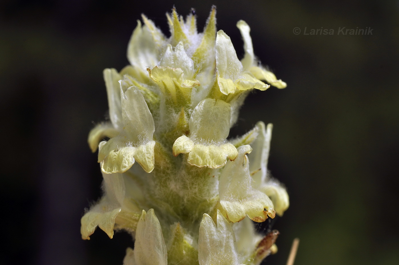 Image of Sideritis taurica specimen.