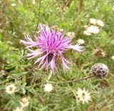 Centaurea scabiosa. Верхушки побегов с развивающимся и цветущим соцветиями. Московская обл., ГО Подольск, луг. 11.09.2022.