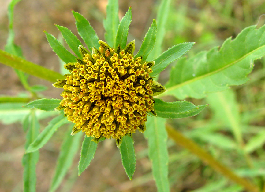 Изображение особи Bidens radiata.