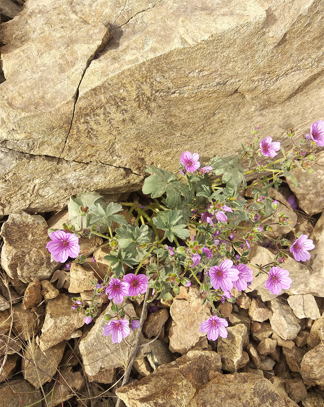 Image of Geranium charlesii specimen.