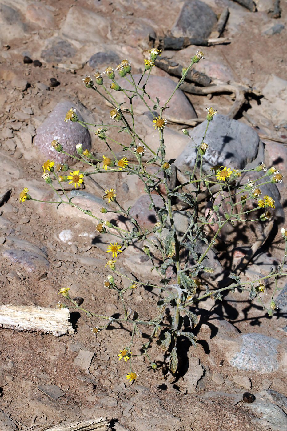 Image of Pulicaria gnaphalodes specimen.