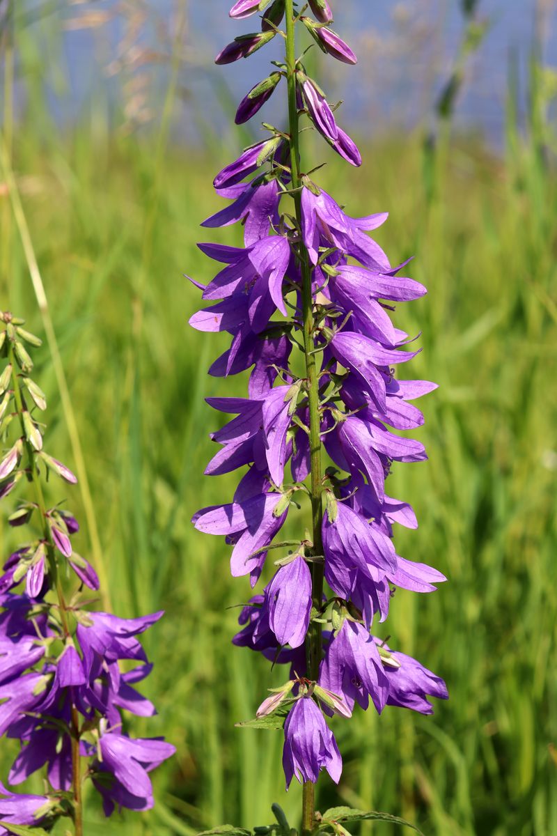 Изображение особи Campanula rapunculoides.