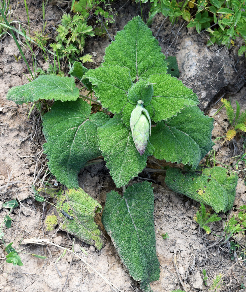 Изображение особи Salvia sclarea.