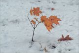 Acer platanoides. Молодое растение с листьями в осеннем окрасе на фоне снежного покрова. Москва, Выхино, посадки на аллее. 30.10.2006.