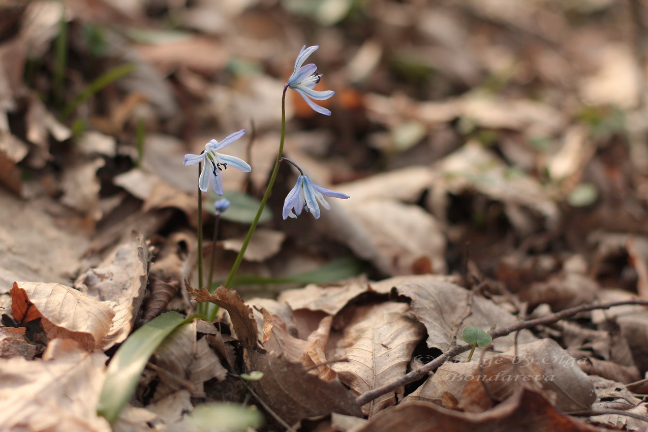 Изображение особи Scilla winogradowii.