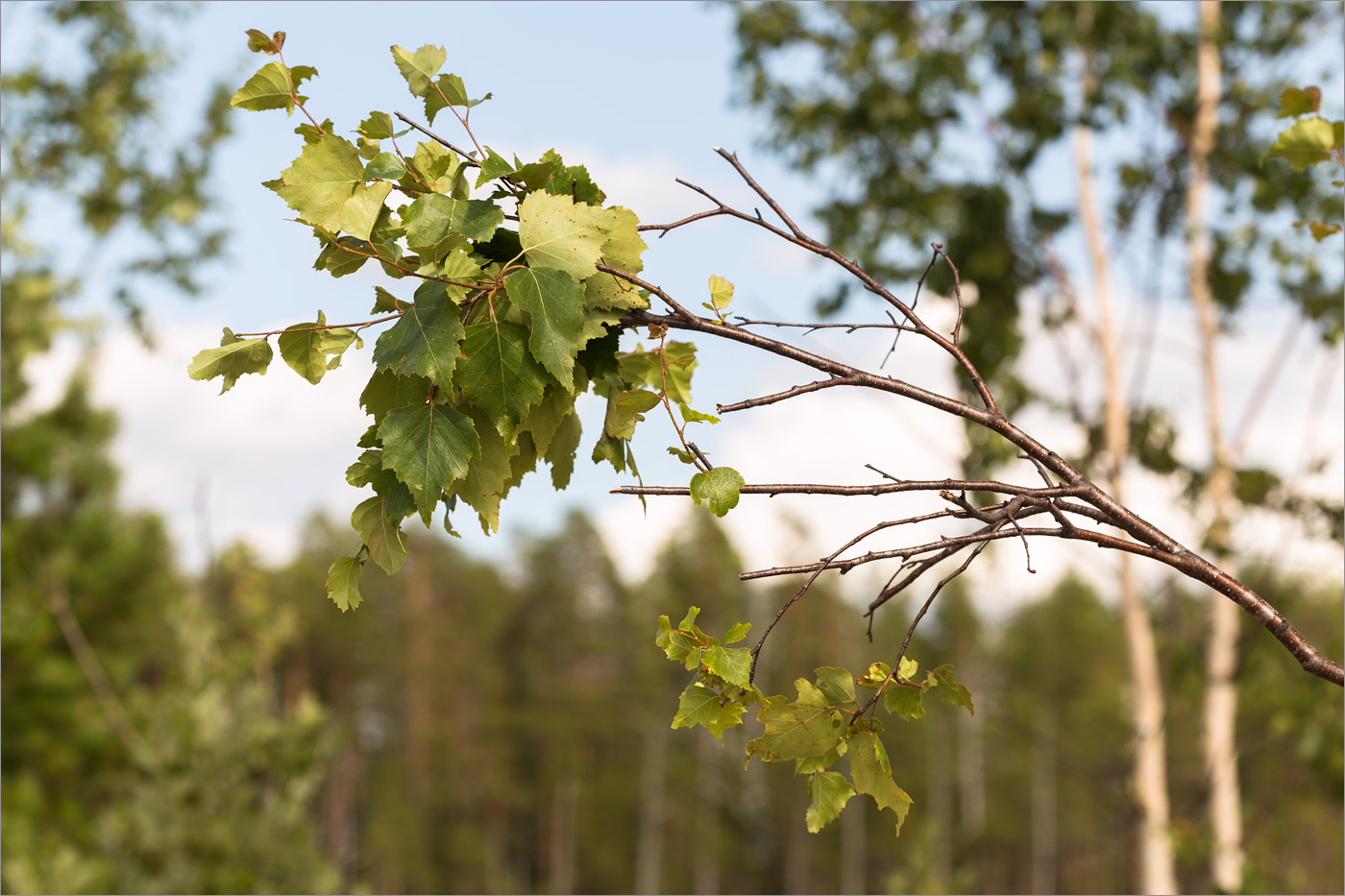 Изображение особи Betula subarctica.