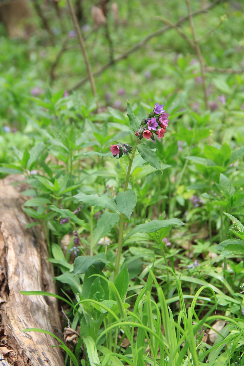 Изображение особи Pulmonaria officinalis.