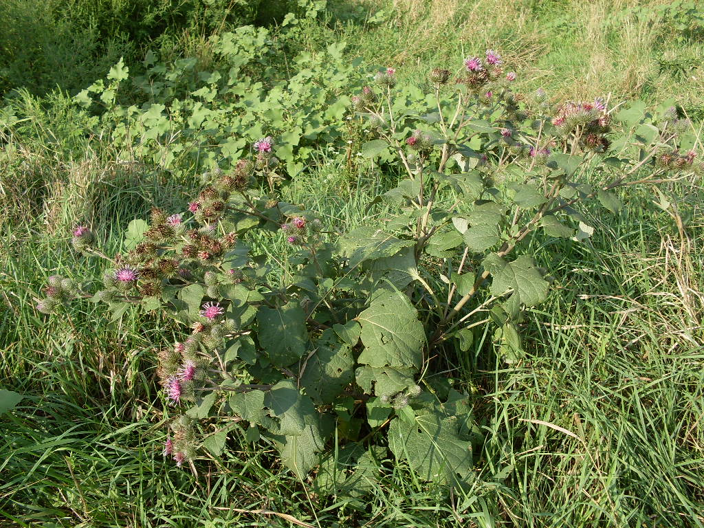 Изображение особи Arctium tomentosum.