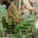 Corydalis speciosa. Верхушка растения с нераспустившимися соцветиями. Хабаровский край, окр. г. Комсомольск-на-Амуре, смешанный лес, обочина лесной дороги. 29.04.2023.