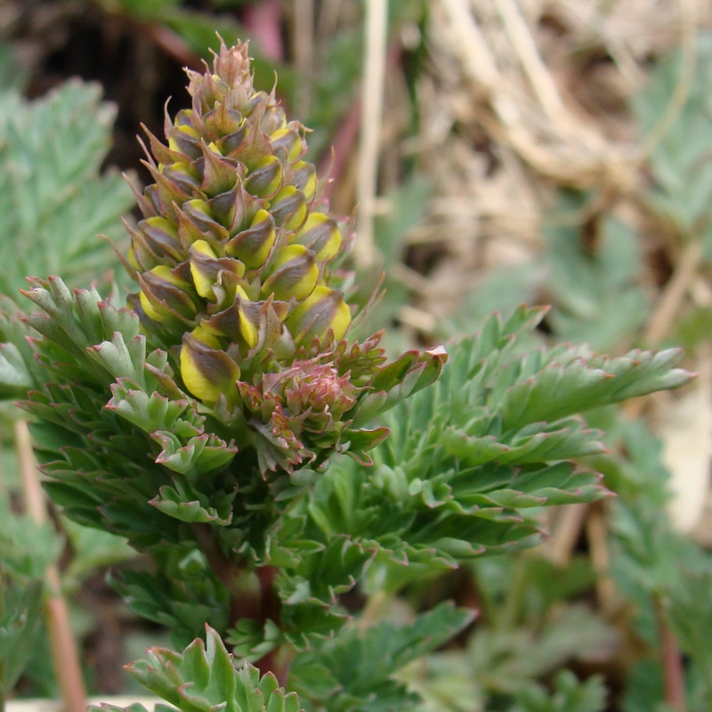 Image of Corydalis speciosa specimen.