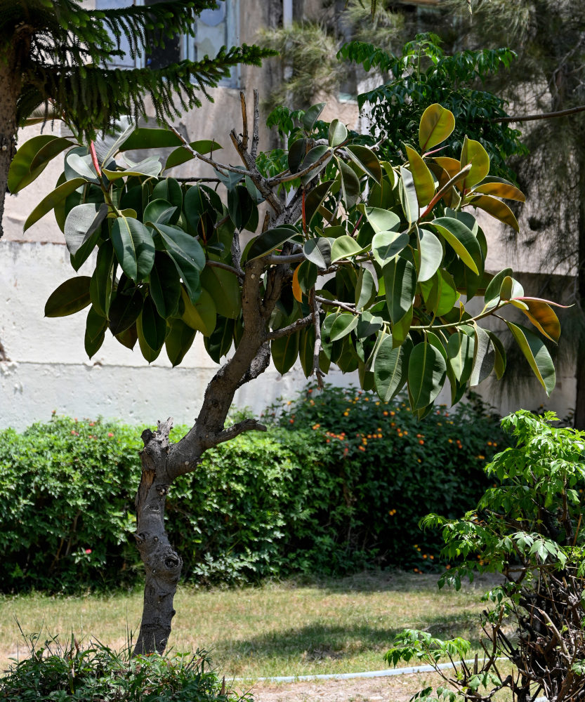 Image of Ficus elastica specimen.