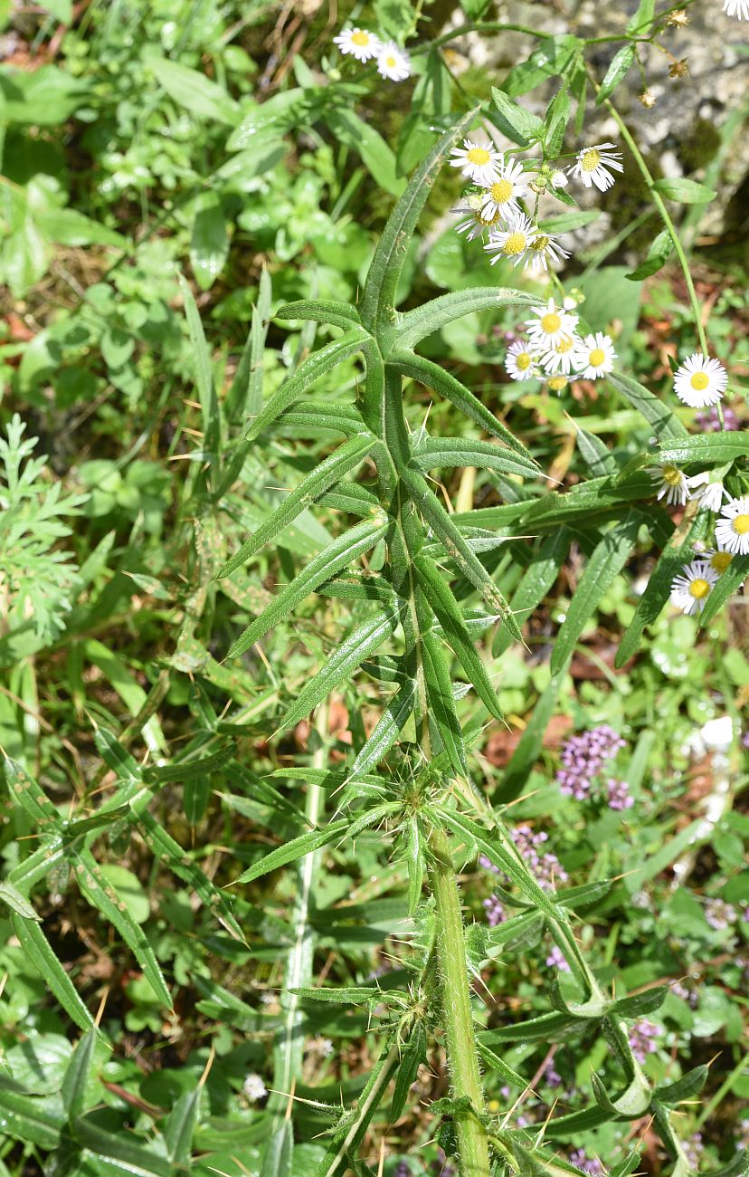 Image of Cirsium ciliatum specimen.