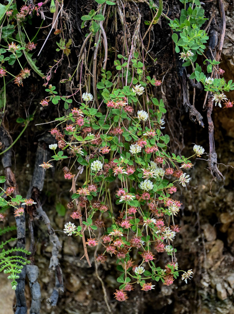 Изображение особи Trifolium tumens.