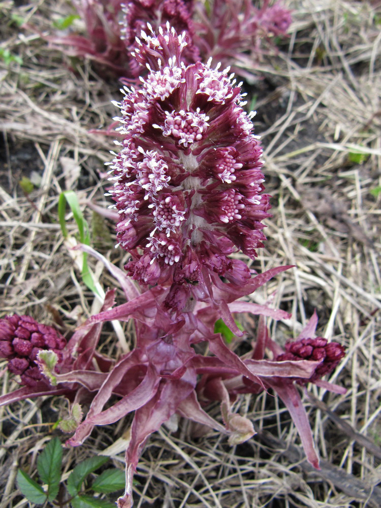 Image of Petasites hybridus specimen.