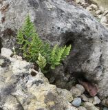 Смотреть изображение Oeosporangium persicum