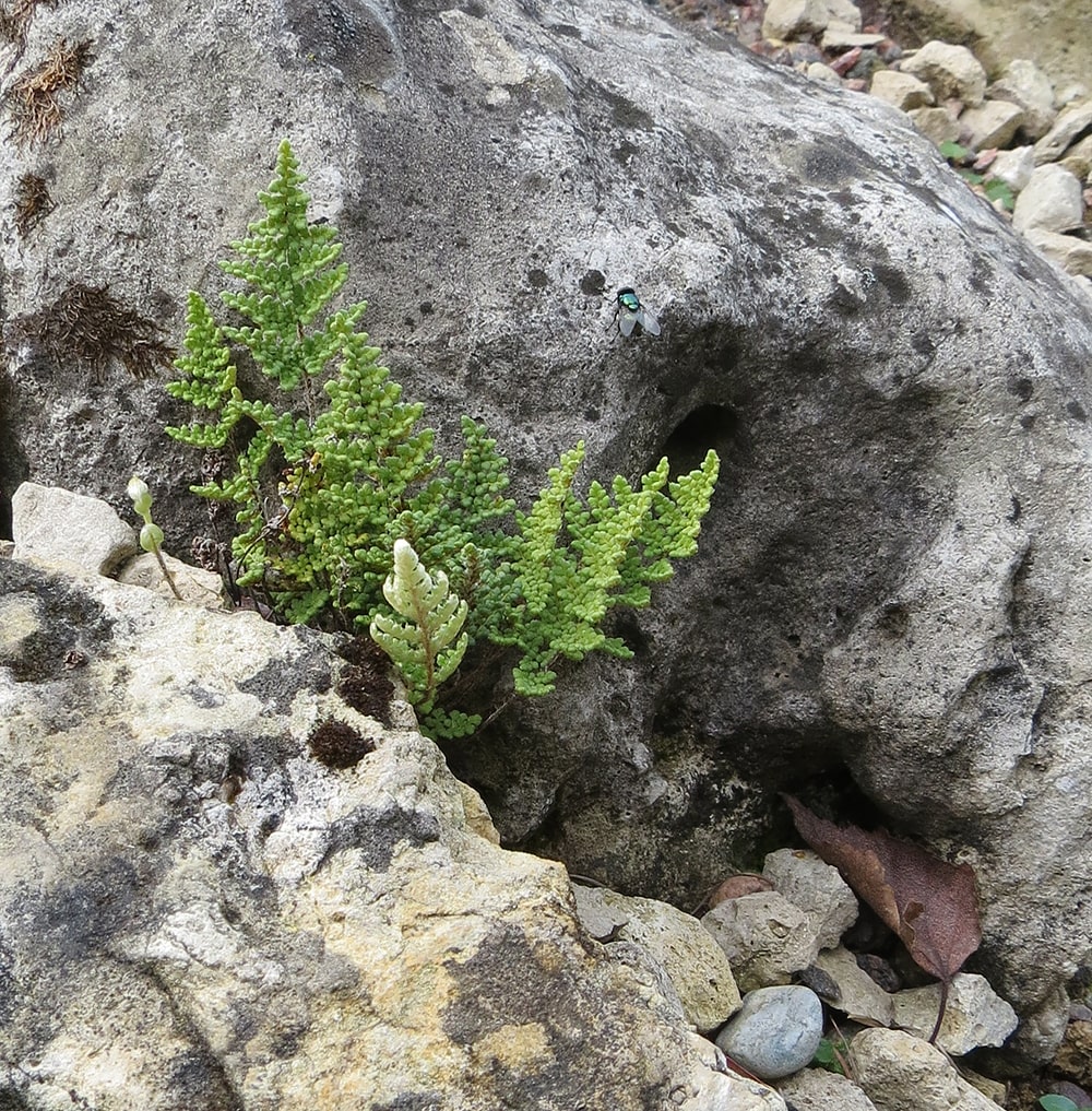 Изображение особи Oeosporangium persicum.