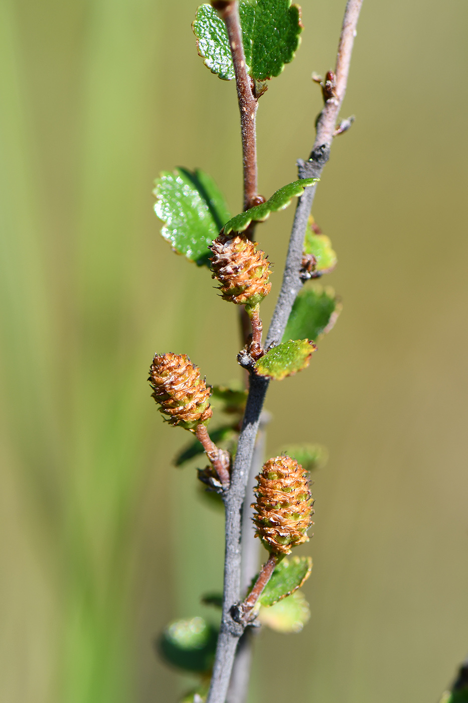 Image of Betula nana specimen.