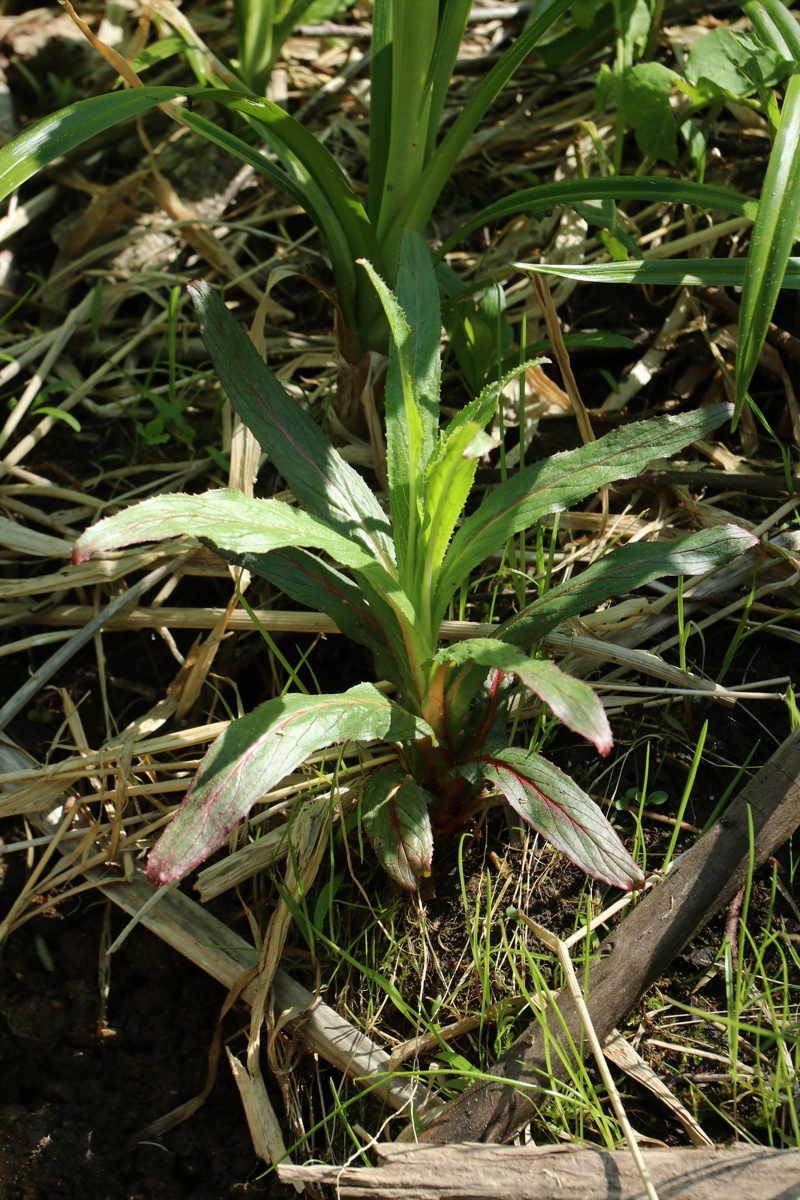 Image of Epilobium hirsutum specimen.