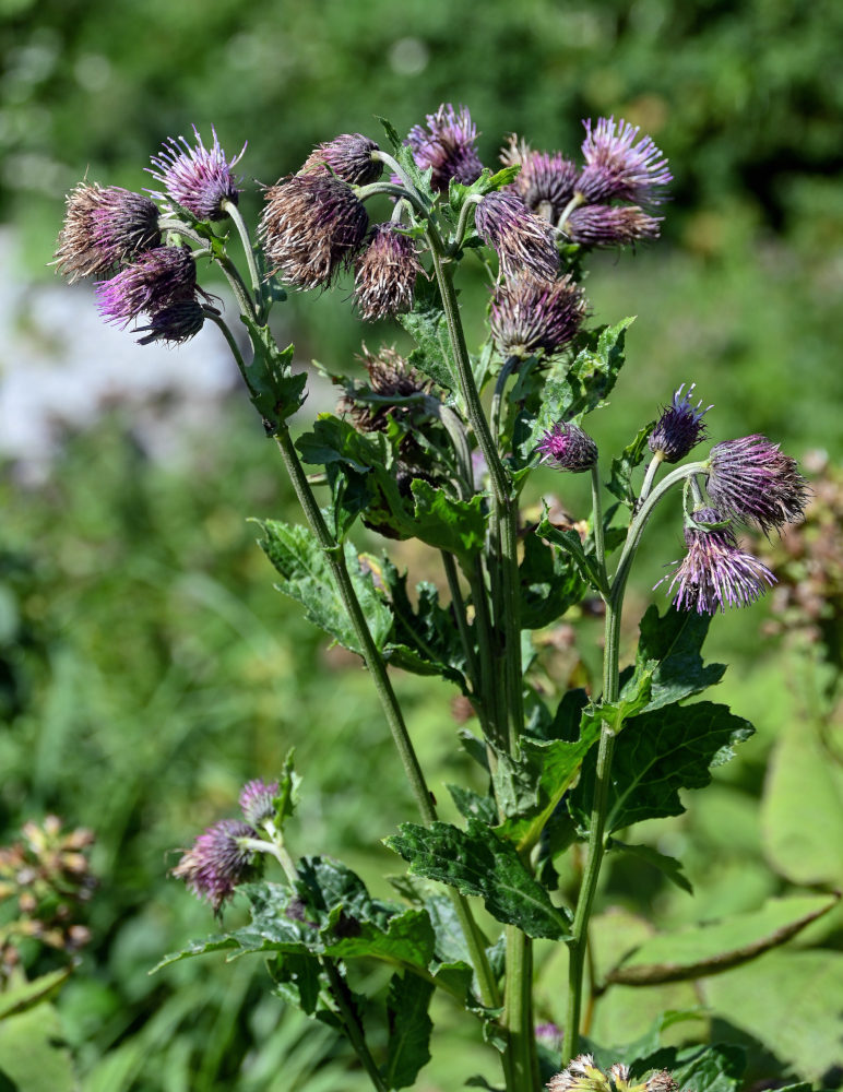 Изображение особи Cirsium kamtschaticum.