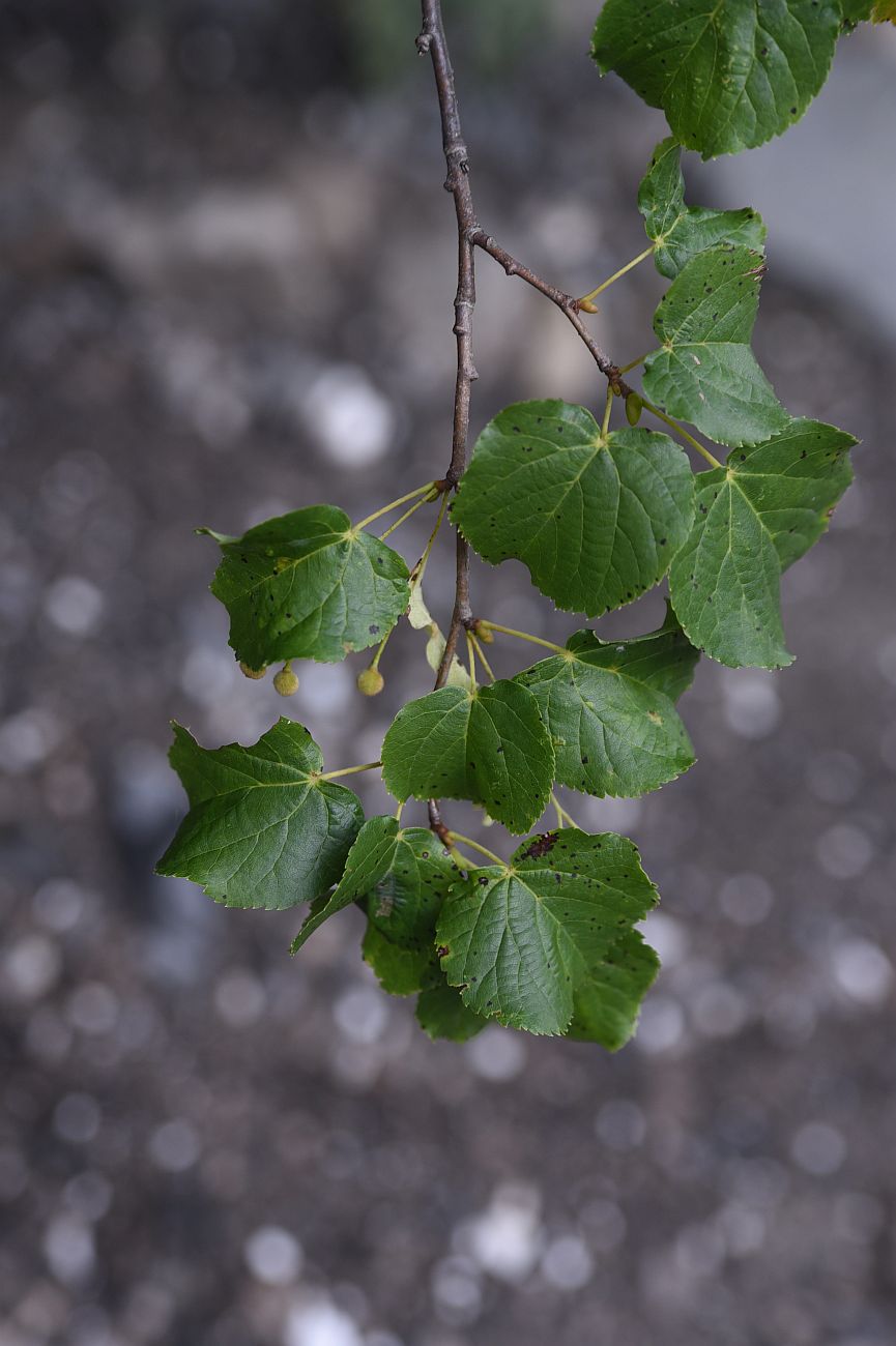 Image of Tilia cordata specimen.