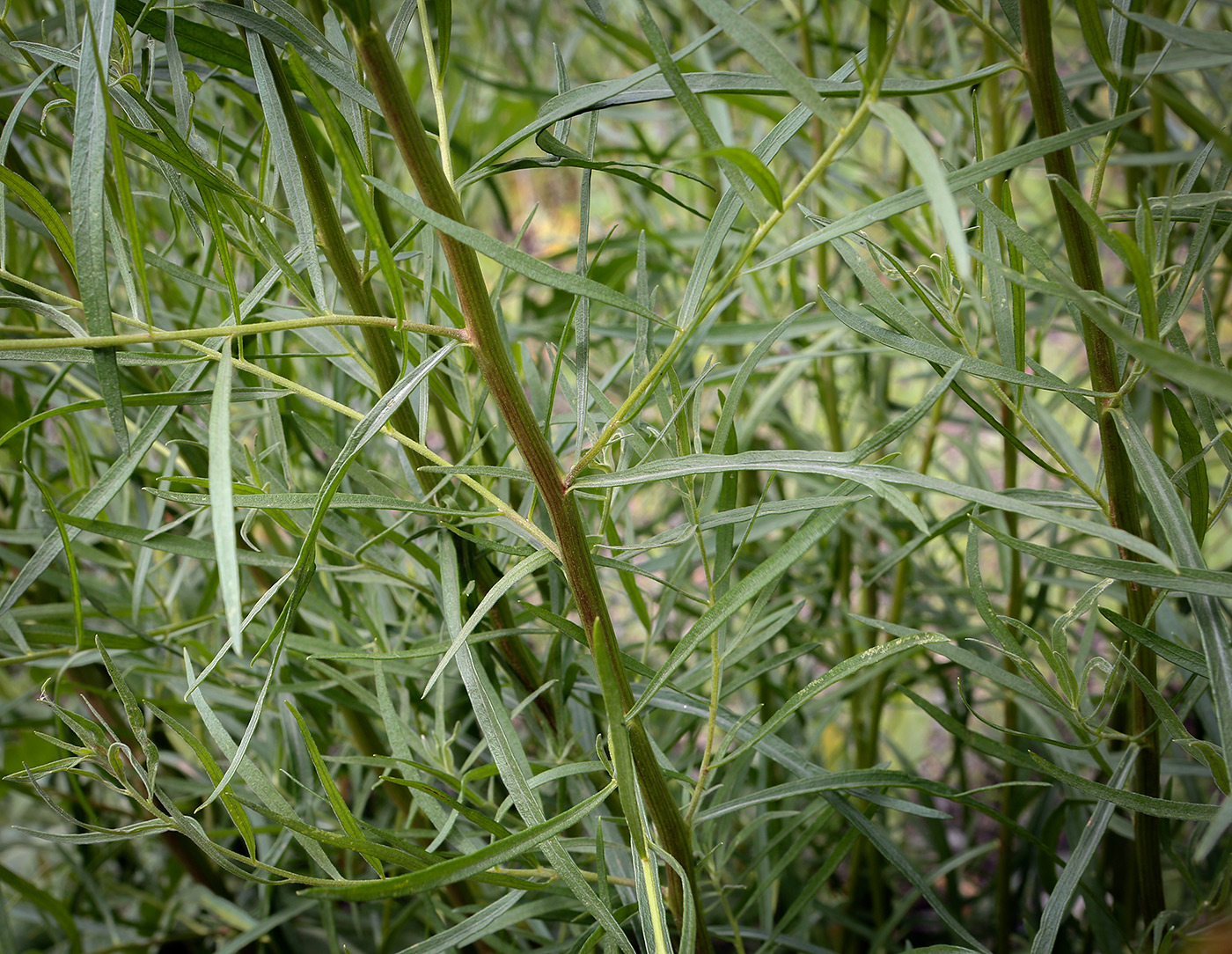 Image of Artemisia dracunculus specimen.