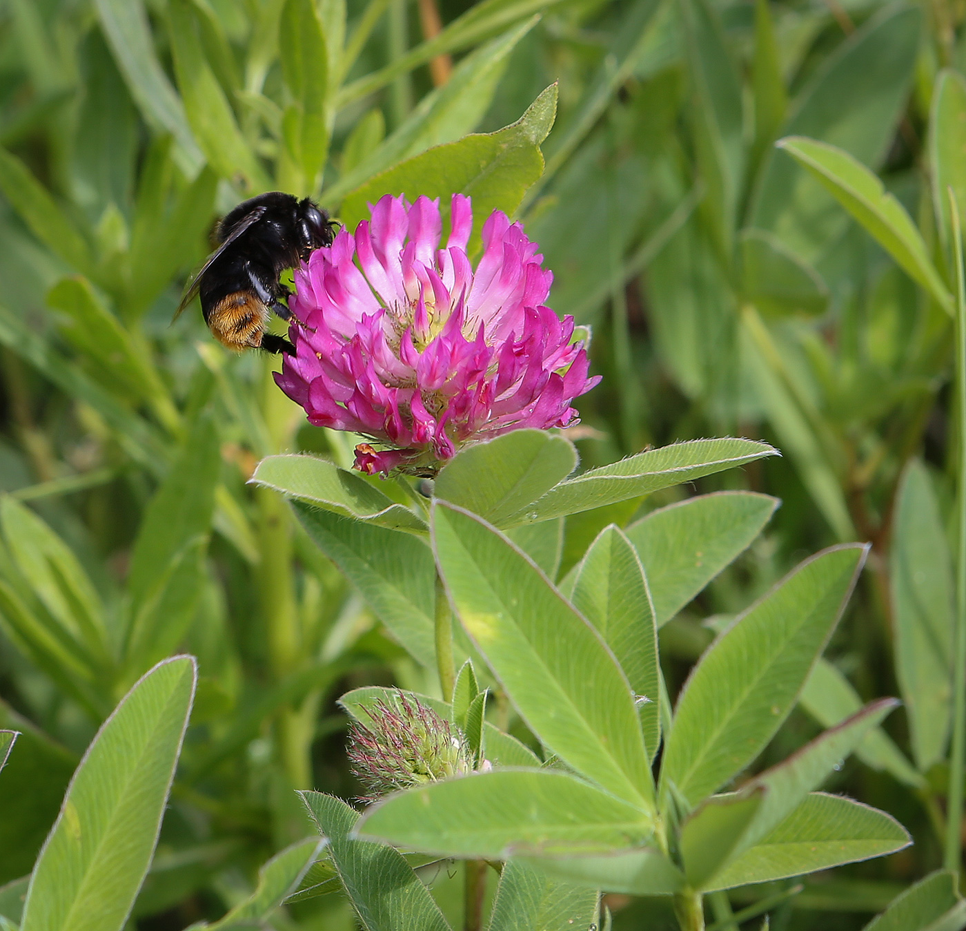 Изображение особи Trifolium medium.