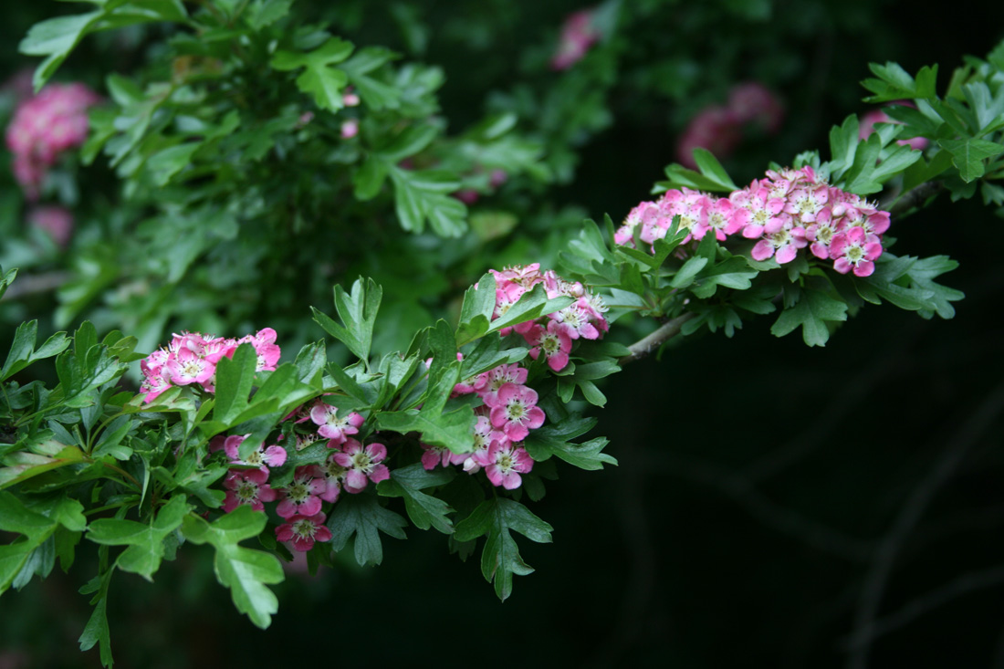 Изображение особи Crataegus monogyna.