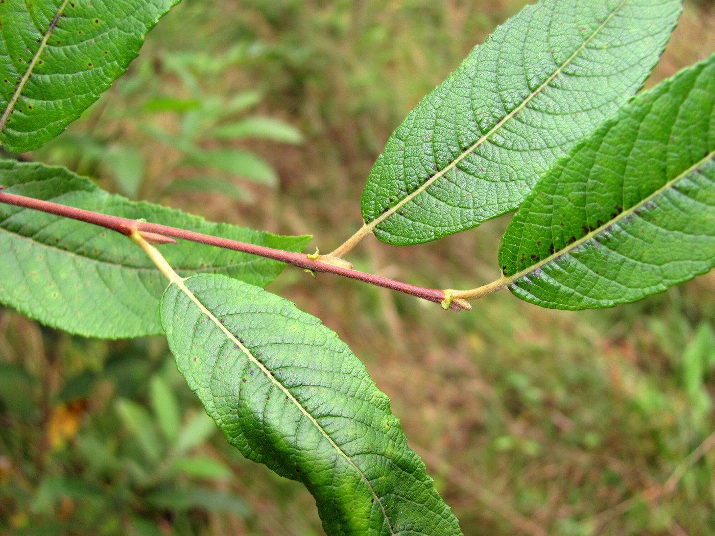 Изображение особи Salix myrsinifolia.