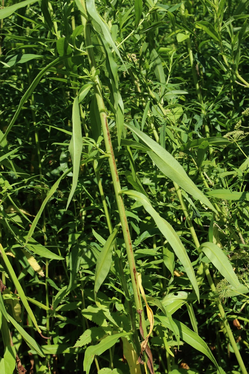 Изображение особи Symphyotrichum lanceolatum.