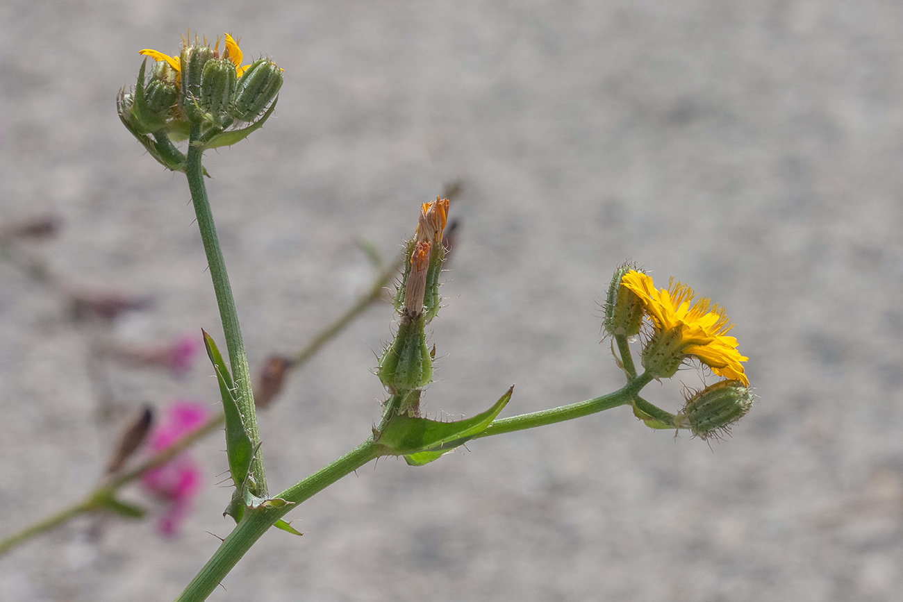 Image of Crepis aculeata specimen.